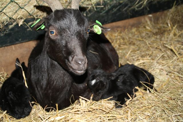 Wereldmelkdag op boerderij Zorgvrij