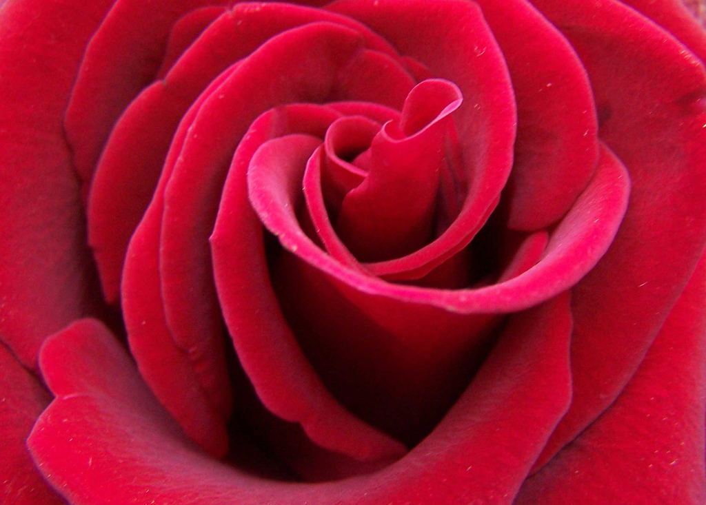PvdA deelt rozen uit voor valentijnsdag