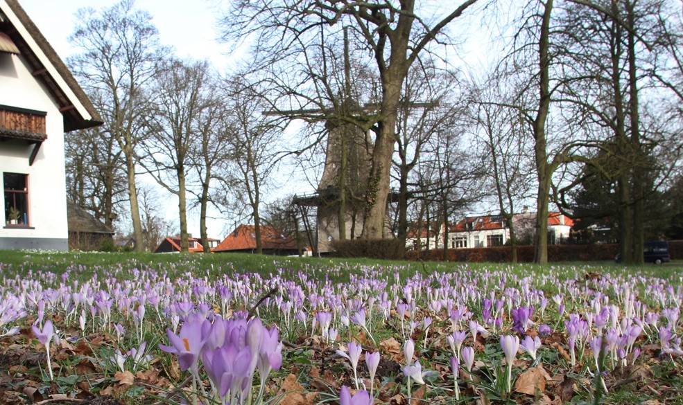 Het is lente: krokussen Santpoort-Noord in volle bloei
