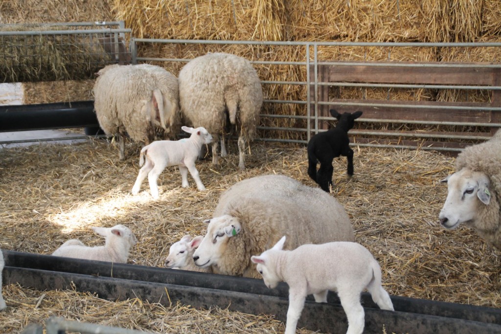 Dit weekend lammetjes kijken op boerderij Zorgvrij