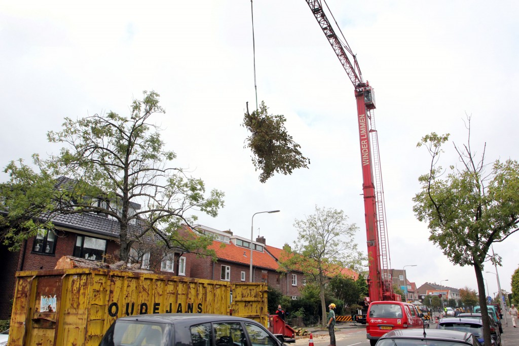 Santpoort is bijzondere boom kwijt