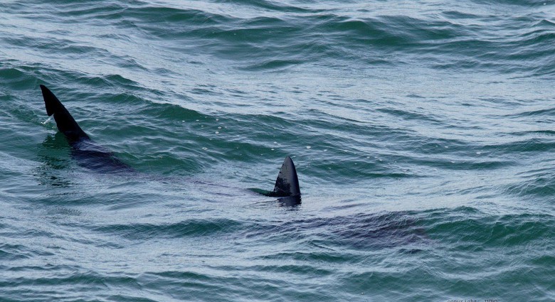 Reuzenhaai gespot voor de kust