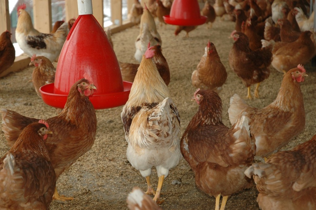 Kinderboerderij dicht om vogelgriep