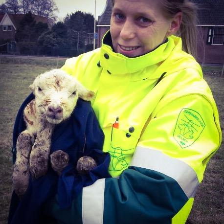 Schattig! Eerste lammetje geboren