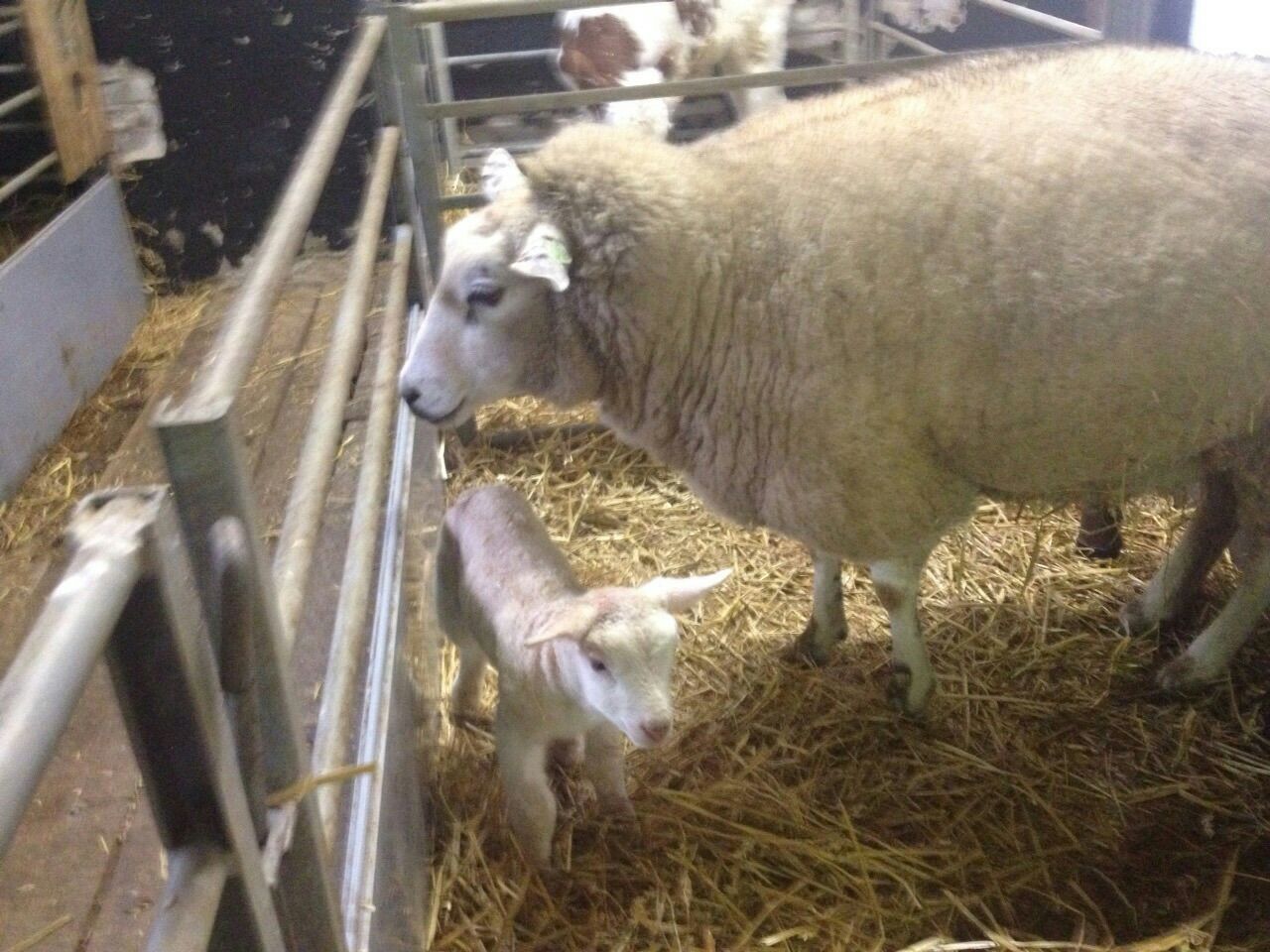 Eerste lammetje geboren op Zorgvrij