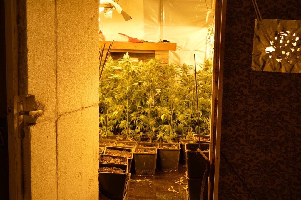 Wietplantage ontdekt midden in flat