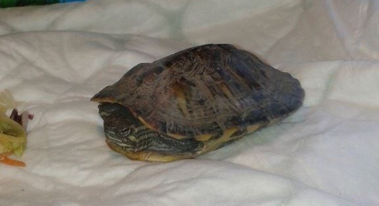 Schildpad gevonden in IJmuiden