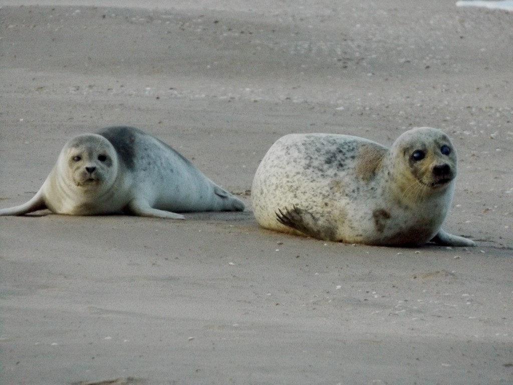 Zeehonden steeds vaker te zien