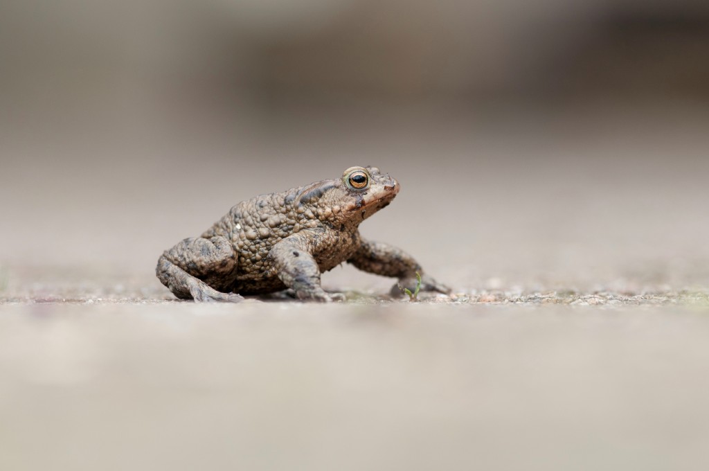 Paddentrek komt binnenkort op gang