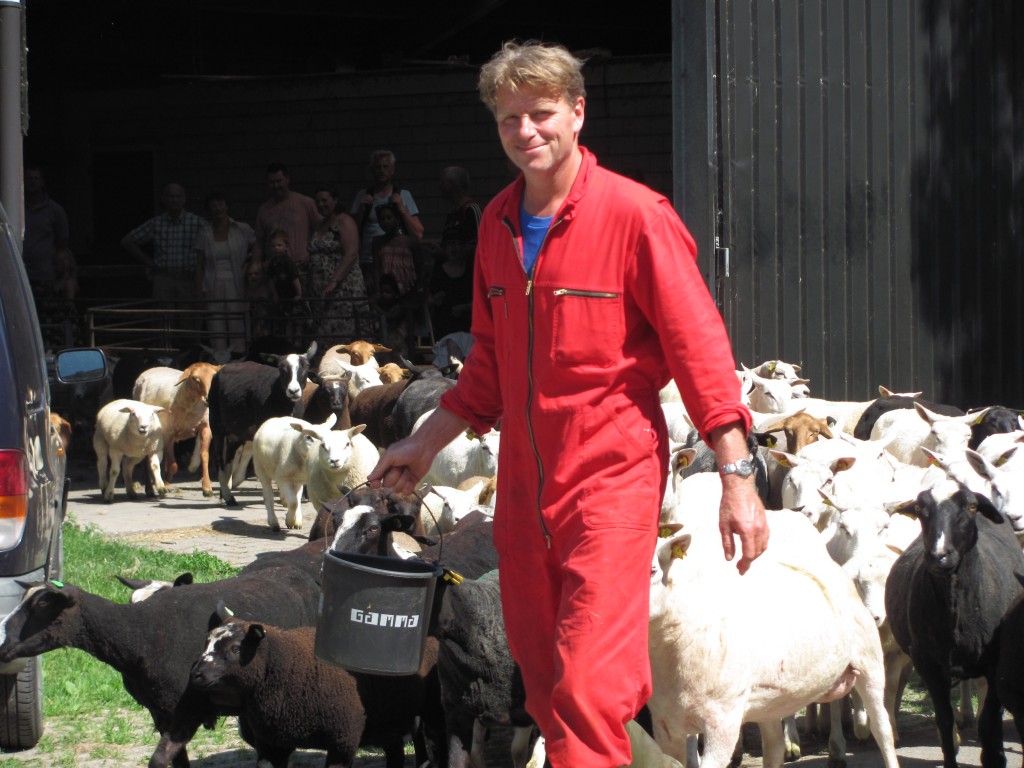 Schapenscheerdag op boerderij Zorgvrij