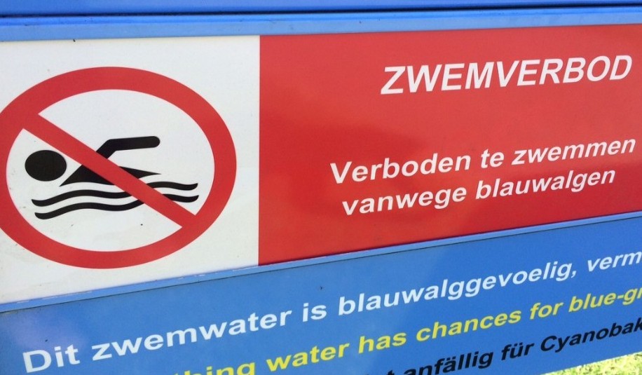 Giftige blauwalg in Velserbroek