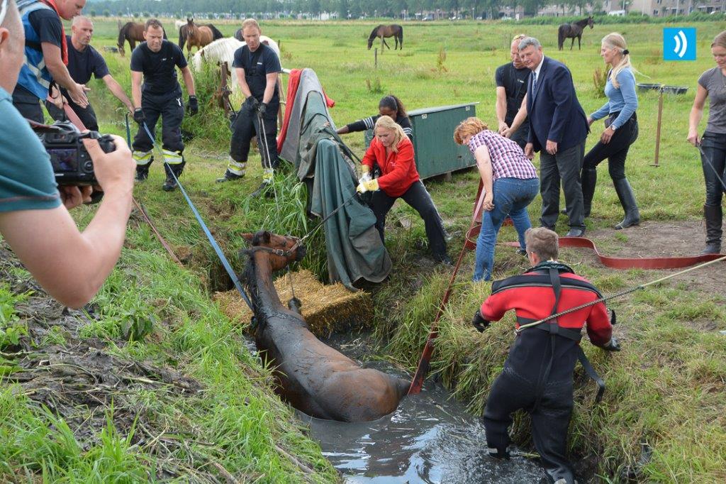 Paard gered uit sloot Velserbroek