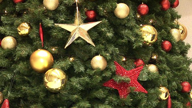 Adopteer een kerstboom