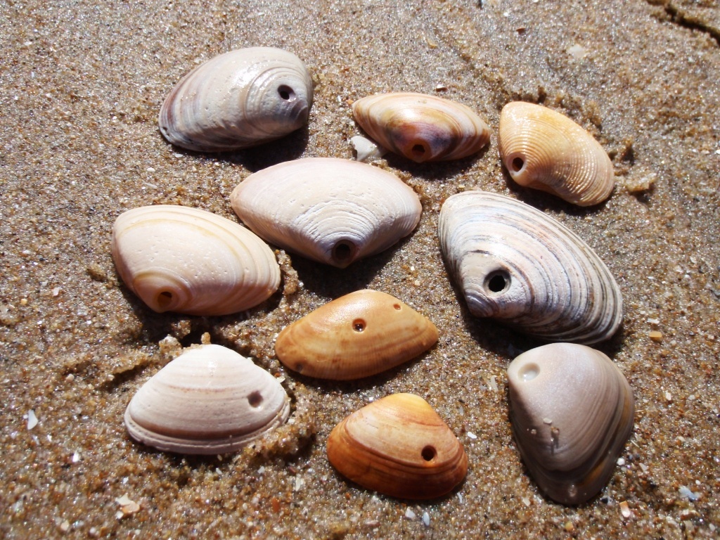 Strandexcursie in IJmuiden