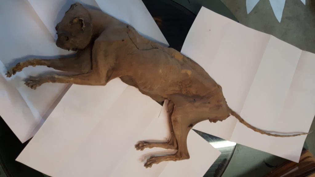 Spannende kat bij Pieter Vermeulenmuseum