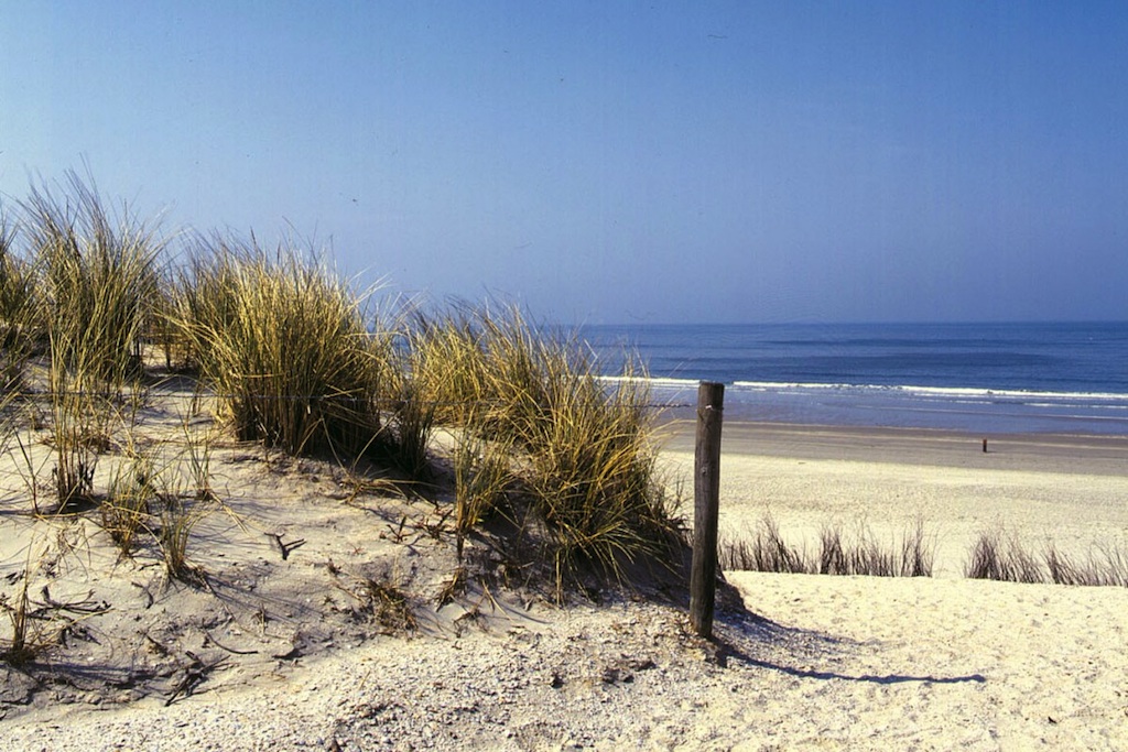 Meer ruimte voor vogels op het strand: groene ster
