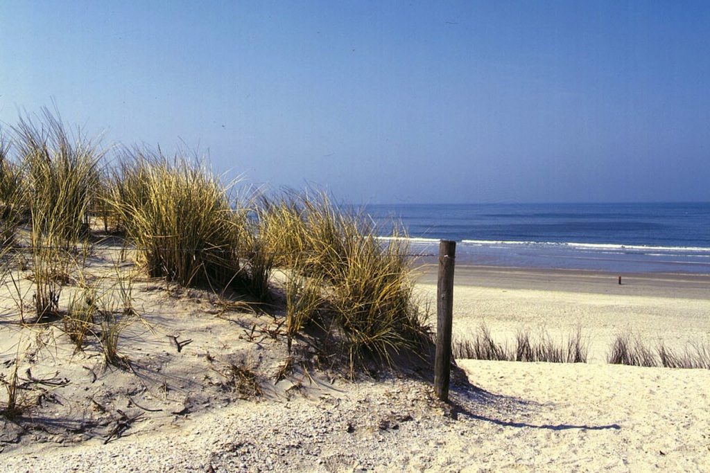 More space for birds on the beach: green star