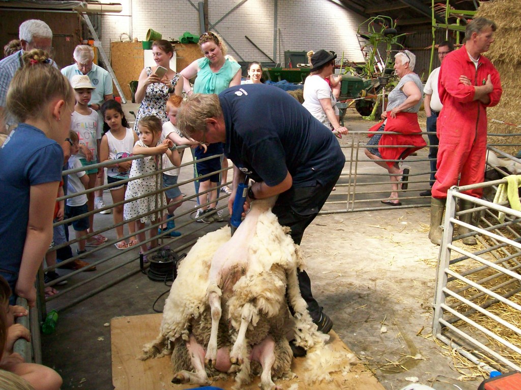 Schapen scheren bij boerderij Zorgvrij