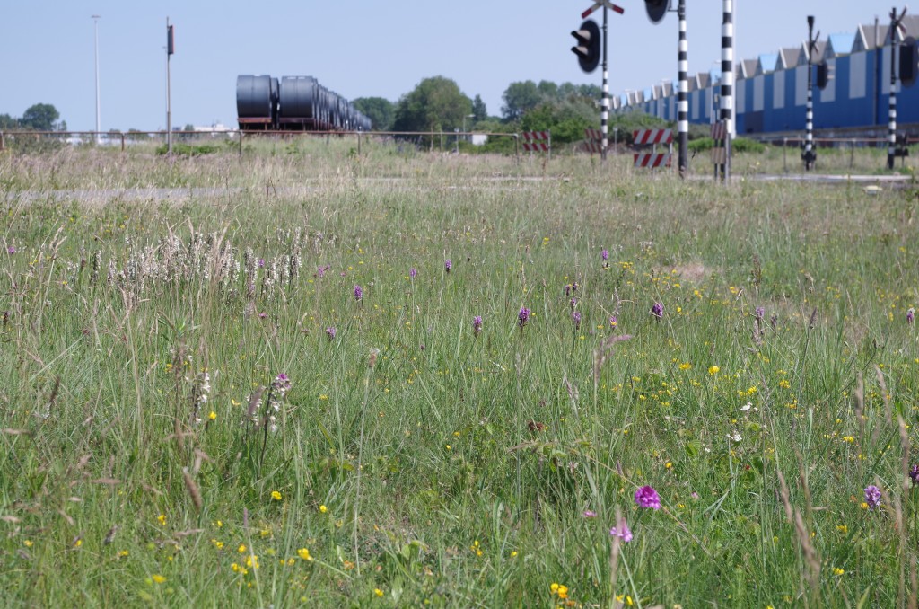 Nest torenvalken in beeld bij Tata Steel