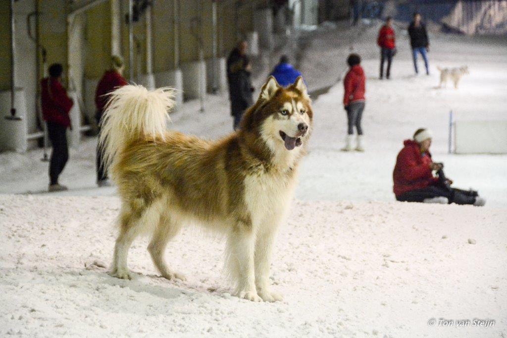 Honden in de sneeuw bij SnowPlanet