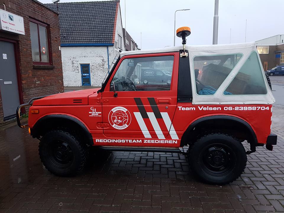 Jonge grijze zeehond gered op IJmuiderstrand