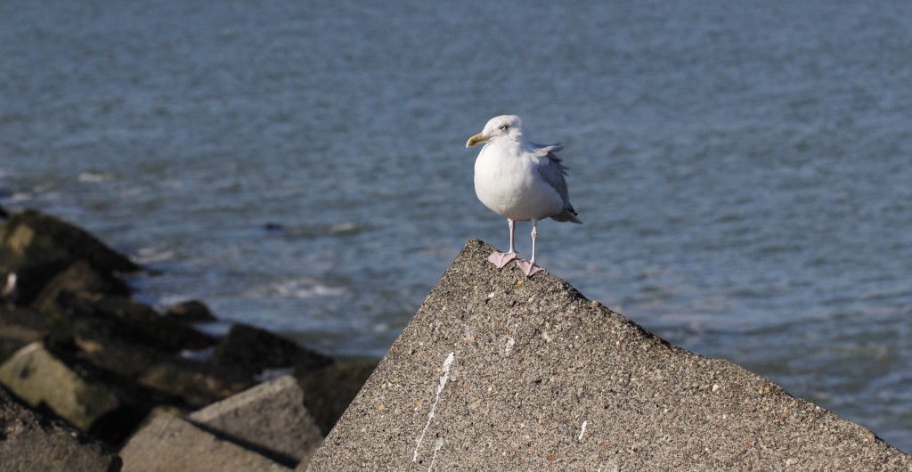 Strandexcursie in IJmuiden onder leiding van een IVN gids.