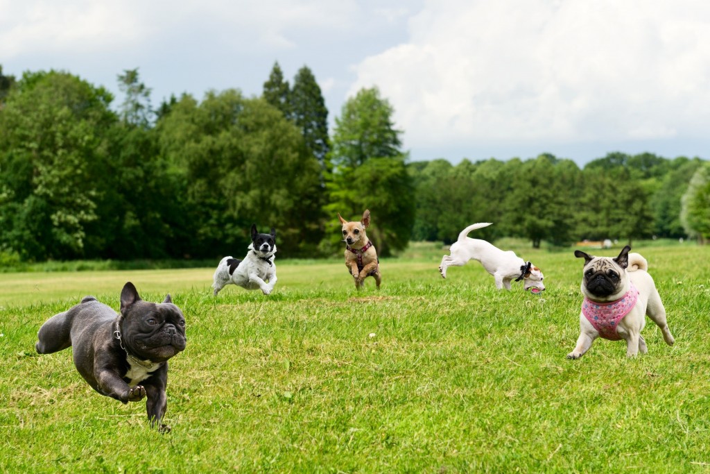 Honden en de Velsense parken