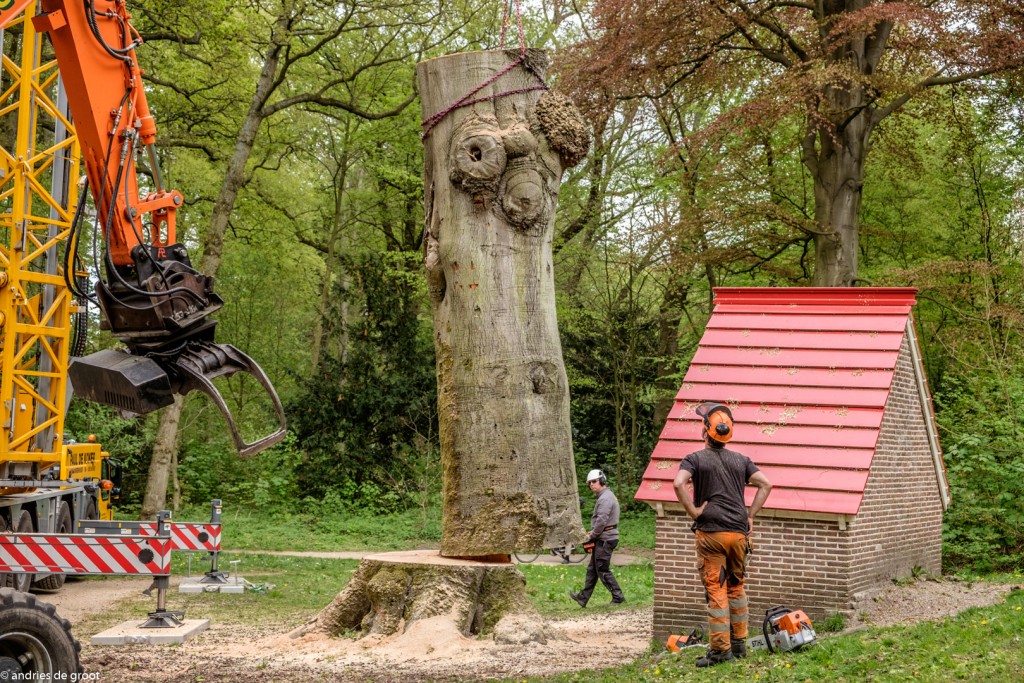 Boom Jeneverhuisje Velserbeek geveld