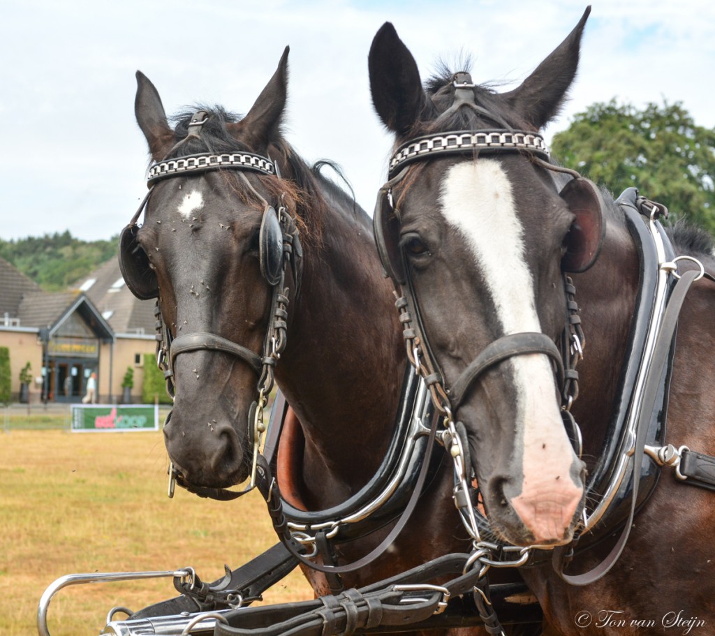 Uitslag Paardenkeuring Dorpsfeest Santpoort