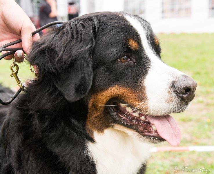Voorlopig geen beperking losloopgebied honden.