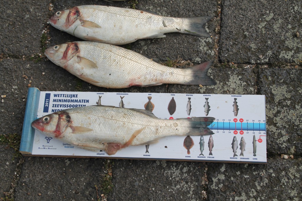 Boetes bij controle op vangst zeebaars IJmuiden