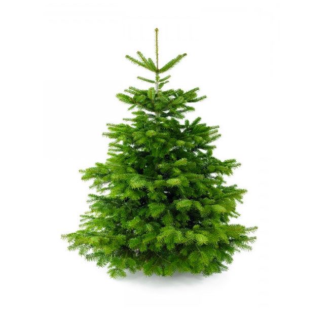 Adoptie-kerstbomen af te halen