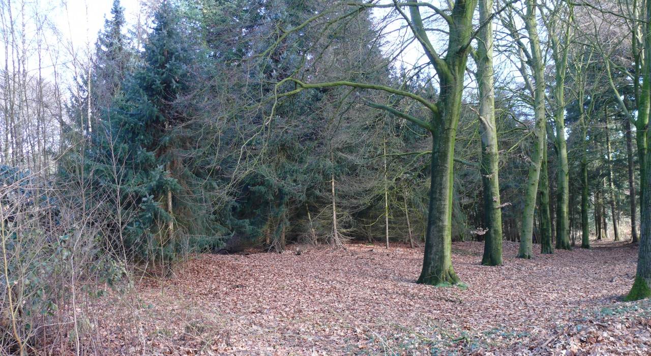 Wandelen in de oude duinen van Santpoort