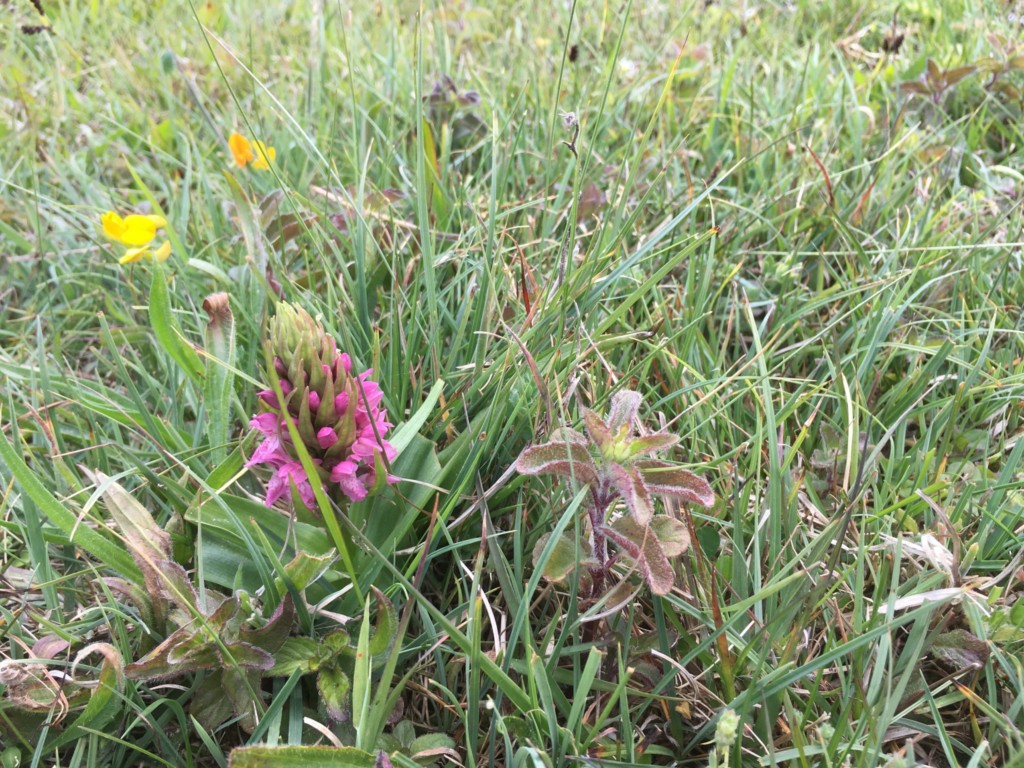 Zeldzame bloem gevonden in Duin en Kruidberg