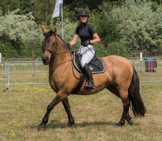 Concours Hippique Santpoort