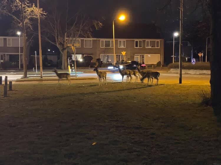 Let op! Damherten in woonkernen