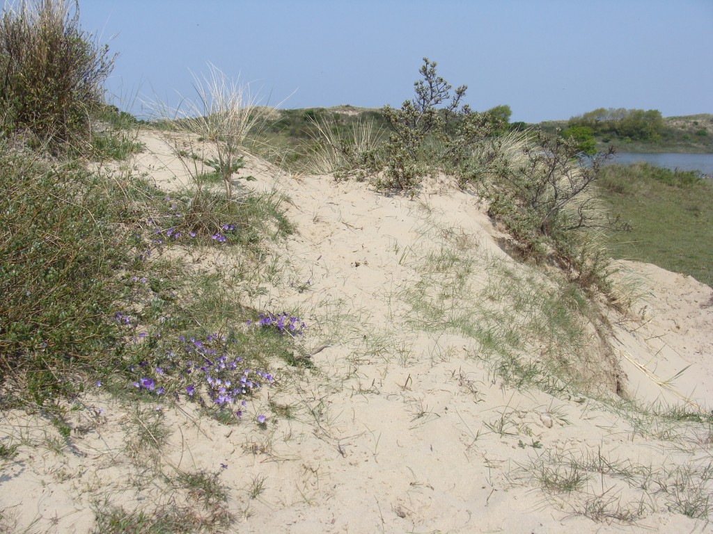Natuurmonumenten gaat strijd aan tegen grassoorten.