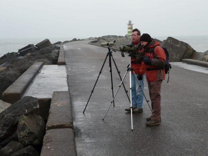 Vogeltrek beleven vanaf de Zuidpier