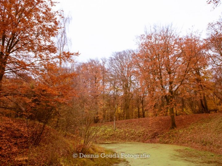 Fotowedstrijd “Herfstig Velsen”
