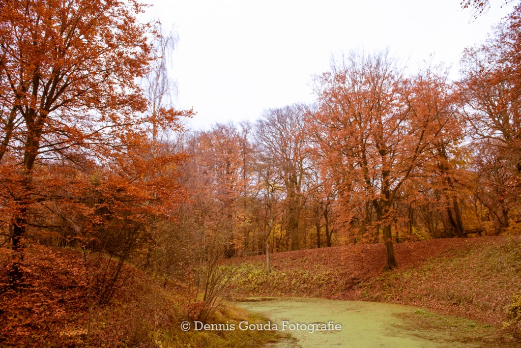 Fotowedstrijd “Herfstig Velsen”
