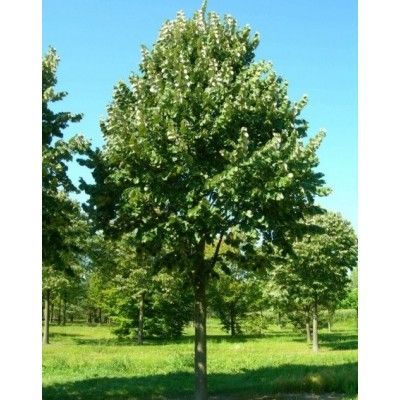 Nieuwe bomen Van den Vondellaan