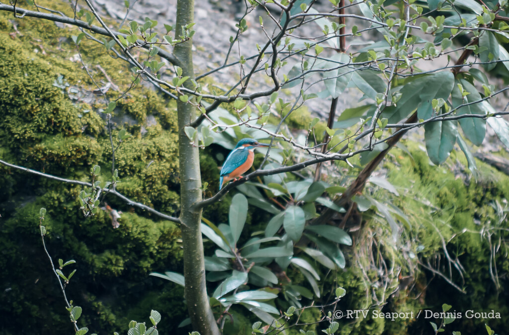 IJsvogels op terrein Tata Steel in beeld