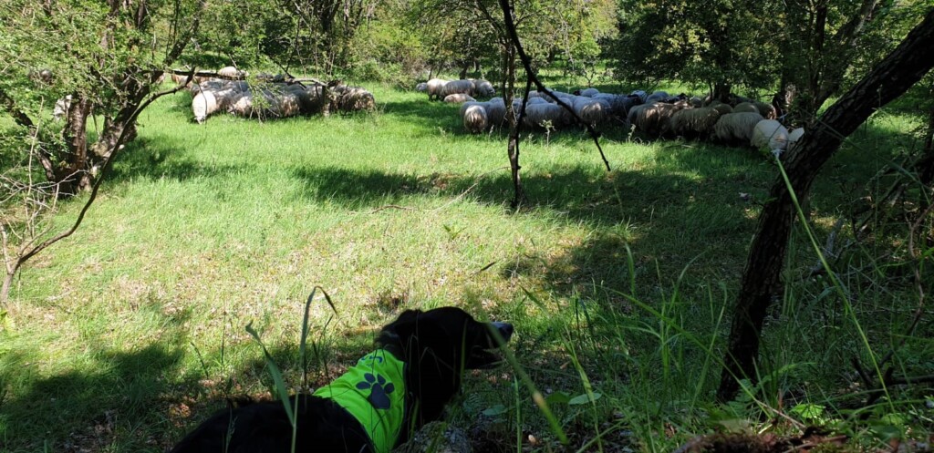 Schapen te gast in Duin en Kruidberg