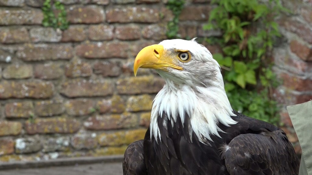 Educatie over roofvogels op unieke wijze bij workshop Ruïne van Brederode