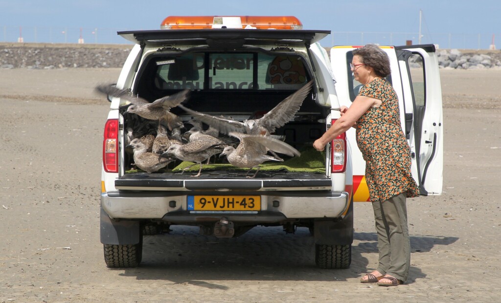Als er één schaap (lees meeuw) over de dam is…….