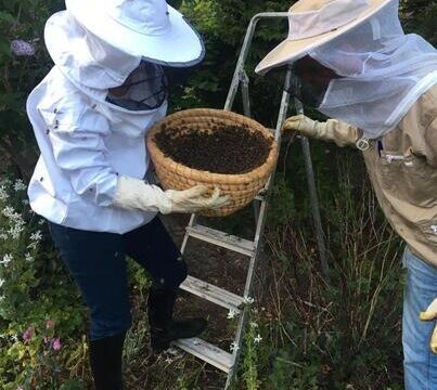 Lokale imkers delen hun bijenkennis dit weekend