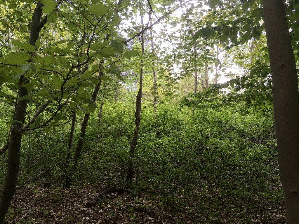 Natuurherstel in Duin en Kruidberg