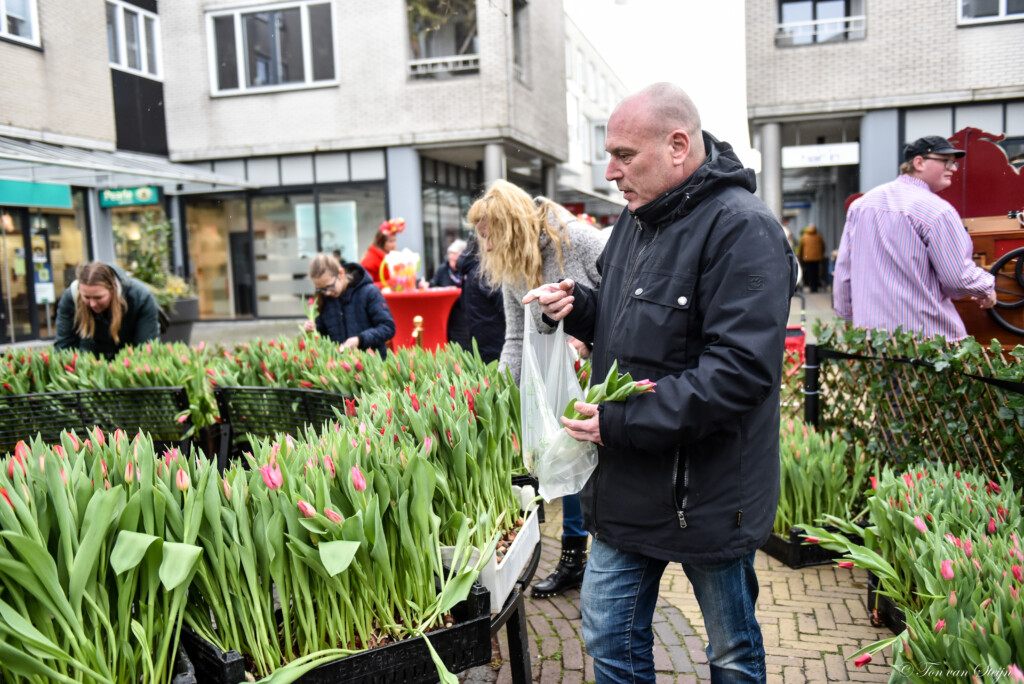 Gratis tulpen plukken in Velserbroek