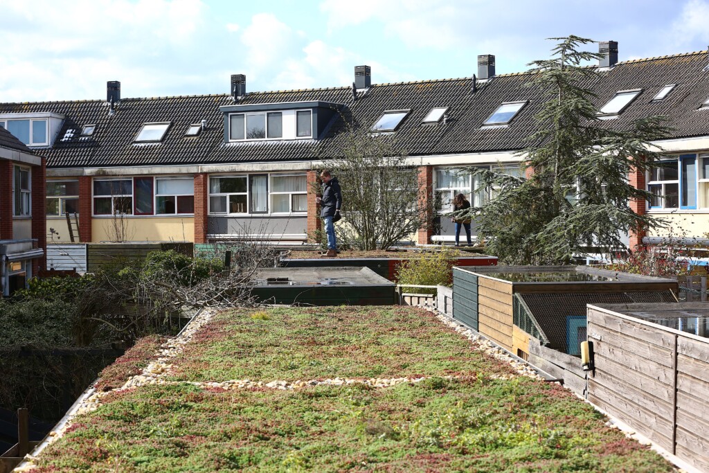 Inwoners zorgen voor 1656m2 aan groene daken in Velsen!