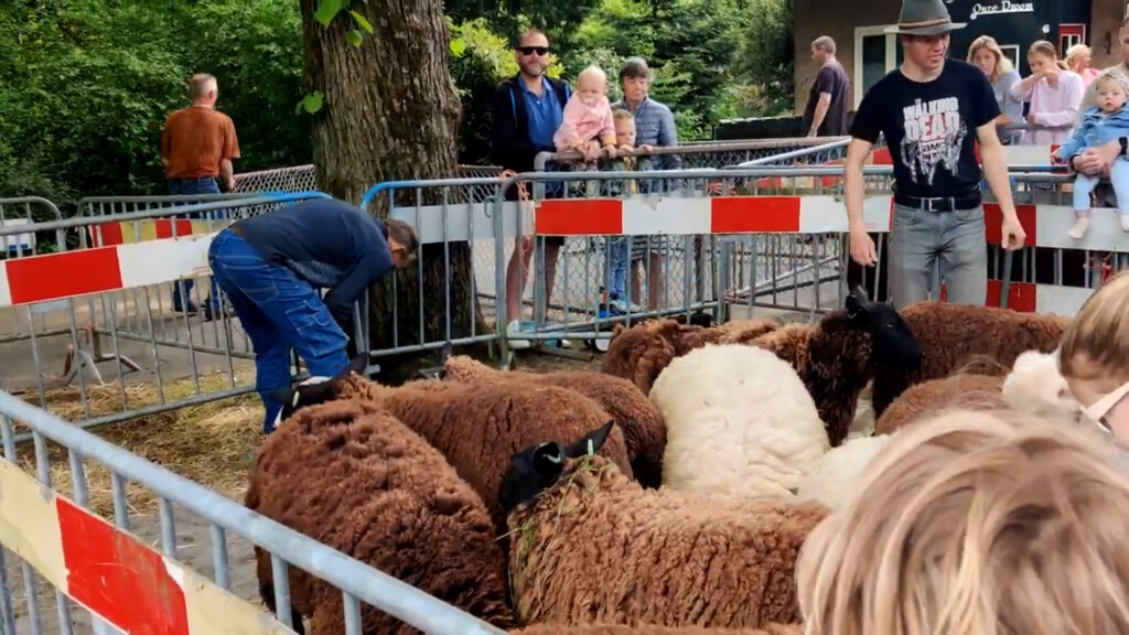 Schapen scheren bij de kinderboerderij in Velserbeek